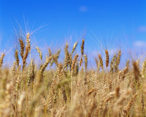 Crop. Перевод Crop. Изучение